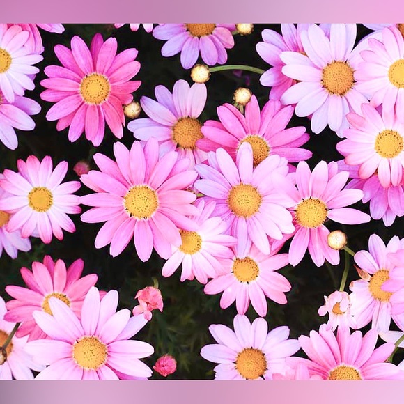 🌸🌴💗🌸🌴💗🌸🌴💗🌸🌴💗🌸🌴💗🌸🌴💗 - Picture 6 of 16